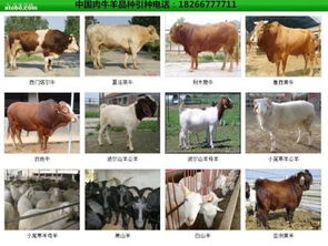 ,价格,厂家,供应商,牲畜,嘉祥县航宇牛羊驴养殖场 热卖促销