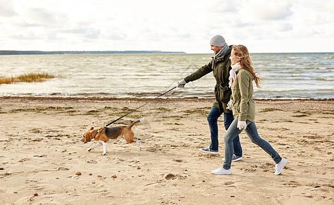 与比格犬皮带上沿着秋天的海滩秋天的海滩上比快乐的繁殖高清图片素材