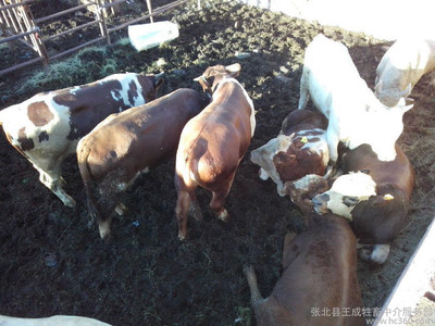 肉牛基地张北县牲畜市场销售牛苗驴苗