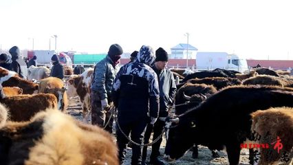 阿勒泰市:活畜交易市场 助农增收致富