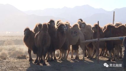 肃北:牲畜交易多样化实现牧业增效增收