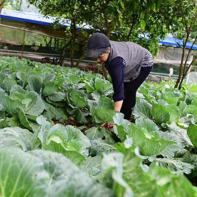 农村家庭做什么养殖最赚钱 农村家庭养殖什么好